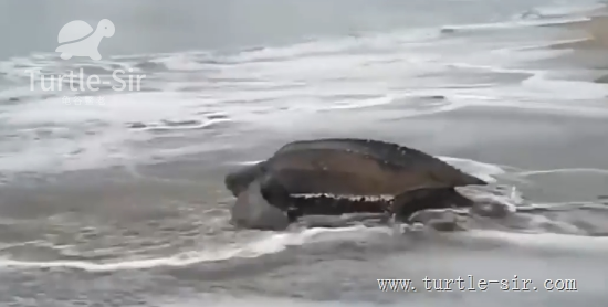 世界上最大的乌龟，世界上最大的蜘蛛（世界上最大的蛇）