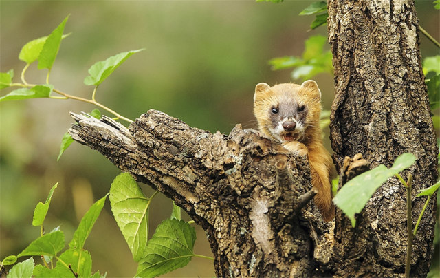 黄鼬是什么动物，黄鼠狼最怕三种克星（黄鼠狼全身是宝，为何无人敢养）
