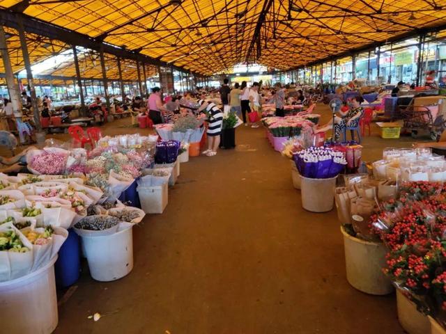 荷花最好看的品种是什么，这花最好看、最好养