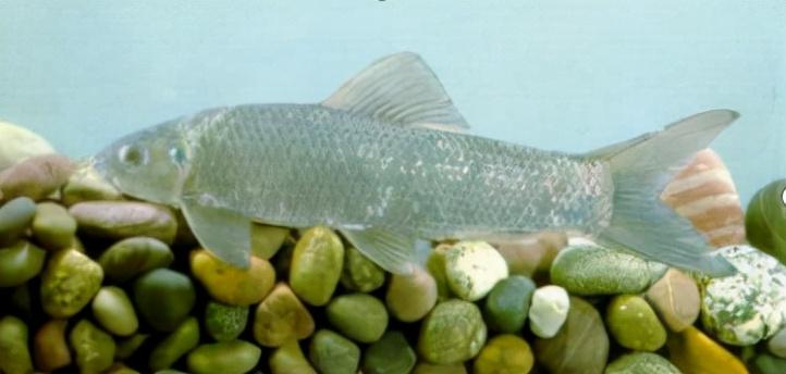 三叶唇鱼介绍,双唇鱼学名叫什么(鱼类:中国淡水鱼类图谱)