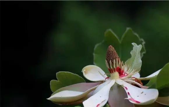 红花木莲树多少钱一株，红花木莲怎么养护（红花木莲，开花太漂亮了）