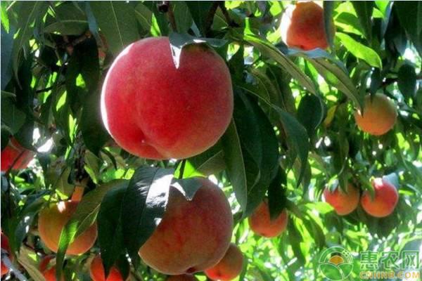 桃树怎么嫁接容易成活，桃树的嫁接时间及嫁接注意事项