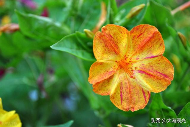 描写傍晚的句子，描写傍晚的优美句子（傍晚时光，自在安然）