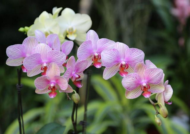 兰花的诗句古诗，描写兰花的诗句古诗（整理十首赞美兰花的古诗词）