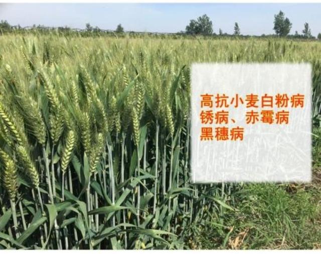 小麦种植的基本方法，这套从实践中总结出来的小麦高产栽培技术