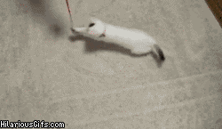 怎样防止母猫转移小猫，怎么阻止母猫叼走小猫（如何正确阻止猫咪干扰工作）