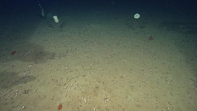 深渊层:以海雪为生的底栖拾荒者