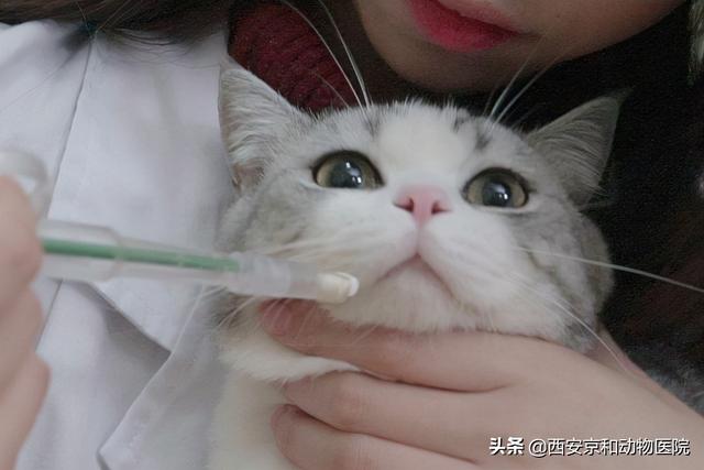 土猫怎么驱虫，土狗怎么驱虫（新手养猫怎么给猫咪驱虫）