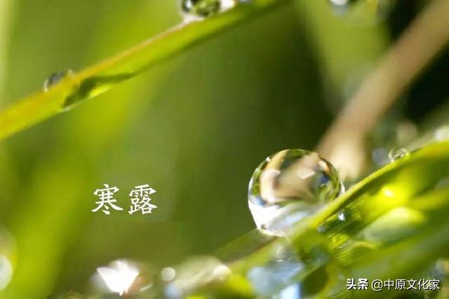 寒露是什么意思，带你了解寒露的由来（寒露时节的气候变化有何特征）