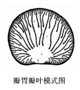 羊有几个胃，羊有几个胃 分别是（了解\