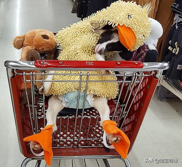被装在包包里的毛孩纸，被装在包包里的毛孩纸怎么处理（铲屎官为毛孩们所做的事情让人感动图片）