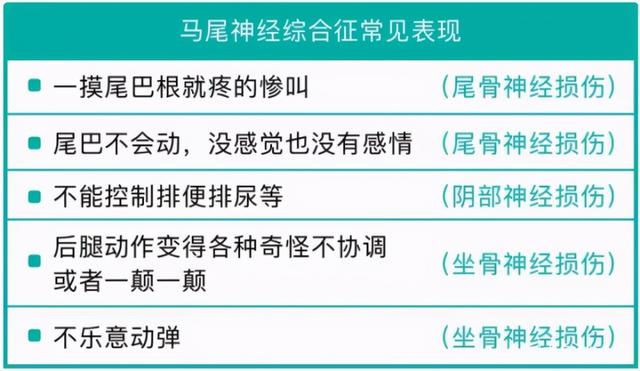 扯猫尾是什么意思，扯猫尾巴上炕什么意思（一次说透彻猫尾的那些事儿）