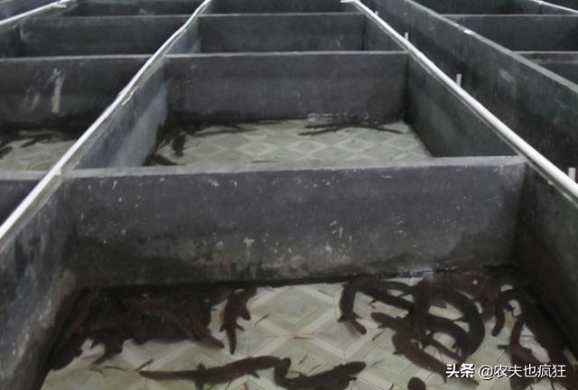 娃娃鱼是保护动物吗，大鲵是几级保护动物（大鲵是不是我国一级保护动物）