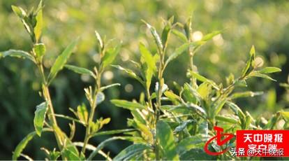 刺儿茶的功效与作用，刺儿茶的功效与作用及副作用（春天的馈赠 常见野菜大全）