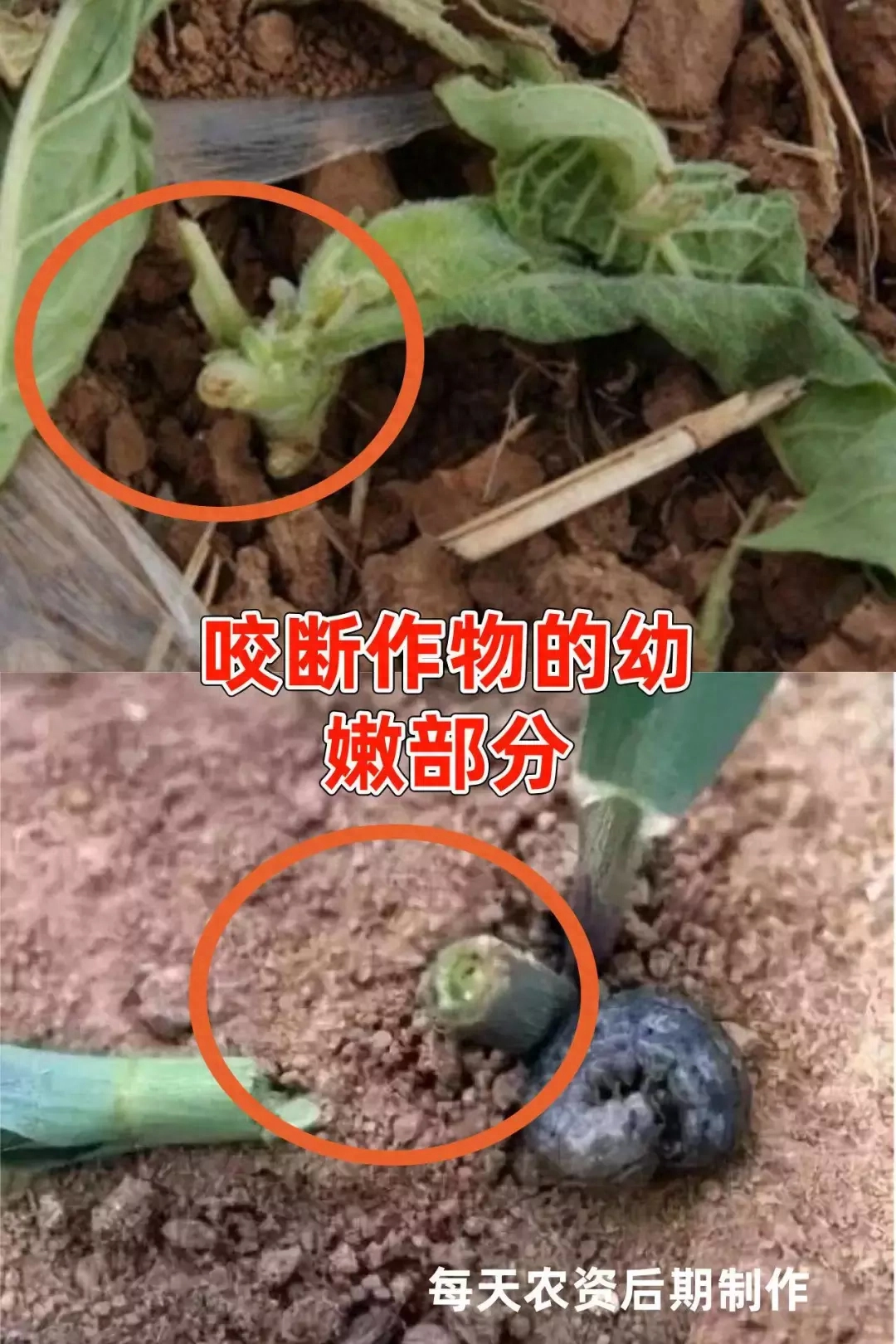 肉虫子种类大全，9大肉虫已经或马上爆发