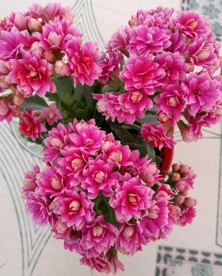 好养的长寿花(开花大会变色,仙气十足) - 彝家农业网