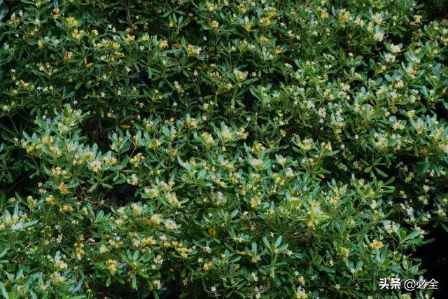地被植物，常绿植物、地被及其他篇（地被植物名词解释）