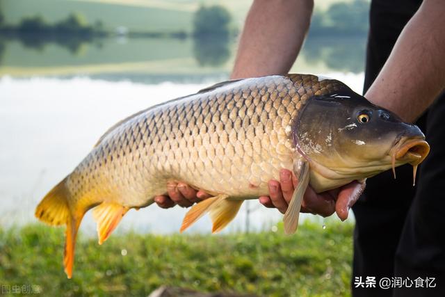 什么鱼煎着好吃又刺少，味道鲜美刺少肉多