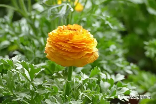 花毛茛，花毛茛<Ranunculus（花毛茛的花语）