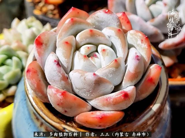 雪候鸟是什么意思，雪候鸟歌词表达什么意思（多肉于我从来不是锦上添花）