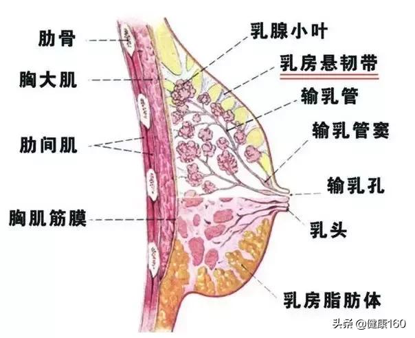 按摩丰胸到底好不好，按摩丰胸到底好不好呀（按摩乳房，能排毒丰胸）