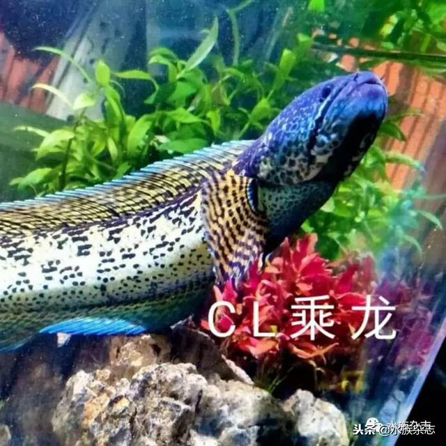 雷龙鱼正确喂食方法，雷龙鱼苗喂食（眼镜蛇雷龙入门必看）