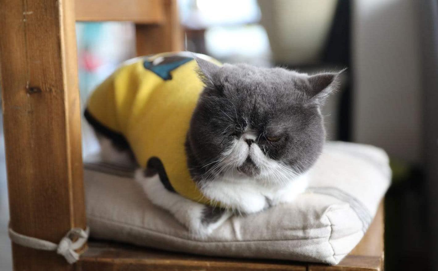 猫打呼噜是什么意思(猫咪睡觉打呼噜) - 百百科