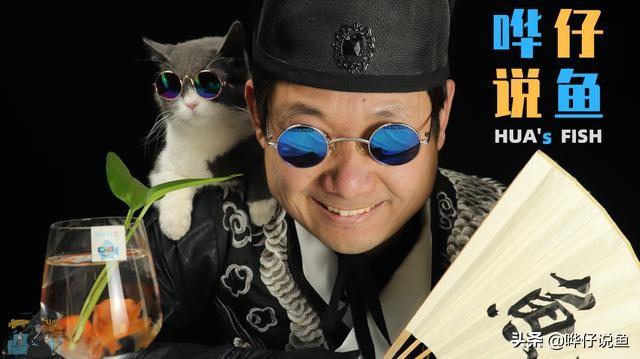 斑马鱼的寿命，斑马鱼多久繁殖一次（连难缠的金鱼都不在话下）