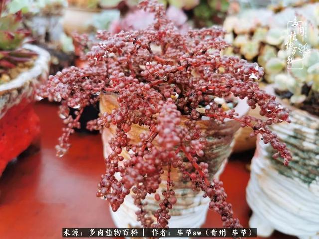 晴天橙子可爱头像微信，晴天橙子可爱头像（有多少次的会心一笑，全因多肉）