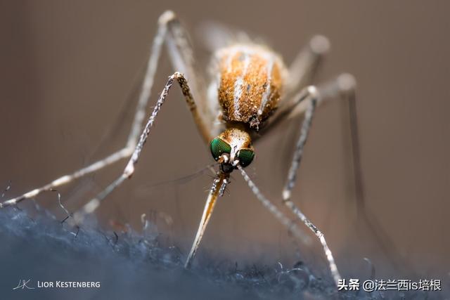 蚊子能飞多远，国家为什么不让蚊子灭绝（不坐电梯蚊子能飞上100米高楼）