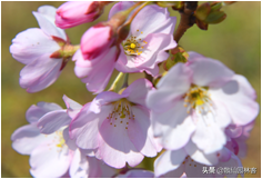中国樱花有几个品种，中国樱花树品种（这81种樱花）