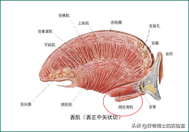 如何舌吻，舌头接触面积得多大