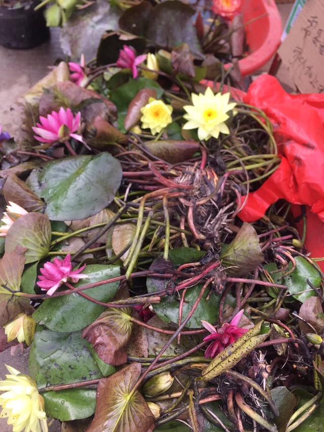 【睡莲】睡莲的特点，睡莲的特点有哪些（再小的花园）