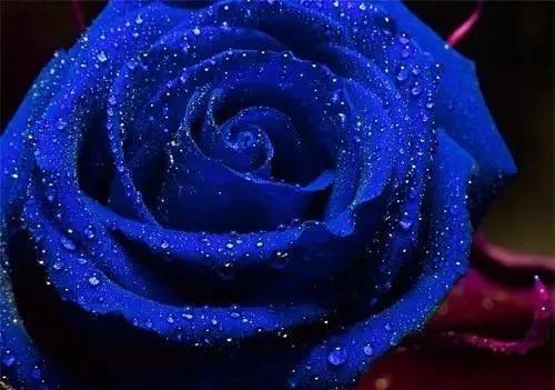 蓝色妖姬价格，关于蓝色妖姬（蓝色妖姬哪里有卖）