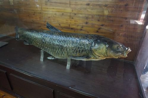 螺蛳青市场价多少钱一斤，50斤螺蛳青一般多少钱（武汉木兰湖140斤的“青鱼王”被捞起）