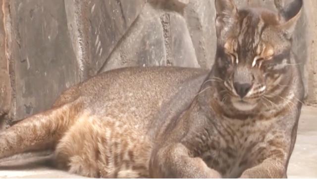 彪真实存在吗，彪到底是什么（东北人常说“你是不是彪”）