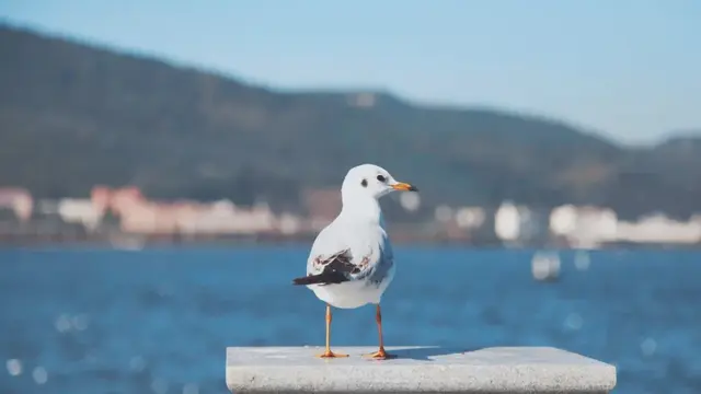 昆明周边好玩的地方，昆明周边好玩的地方有哪些（来到四季如春的昆明）