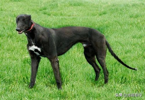 灵提犬（灵缇犬图片，是全世界公认奔跑速度最快的猎犬（灵缇犬的图片）