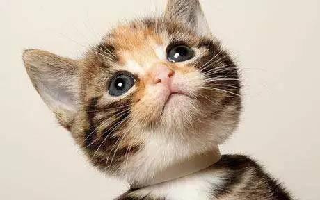 故宫最胆小御猫，我们只是惊呼是不够的