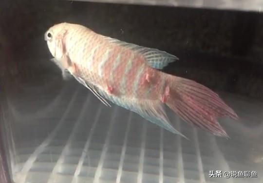 伤口白色的肉是烂肉吗，伤口表面长一层白色的是什么（你是否也是束手无策）