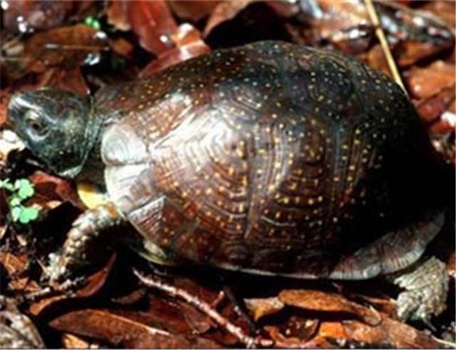 乌龟种类有哪些，乌龟种类有哪些品种（陆龟和水陆两栖龟区别）