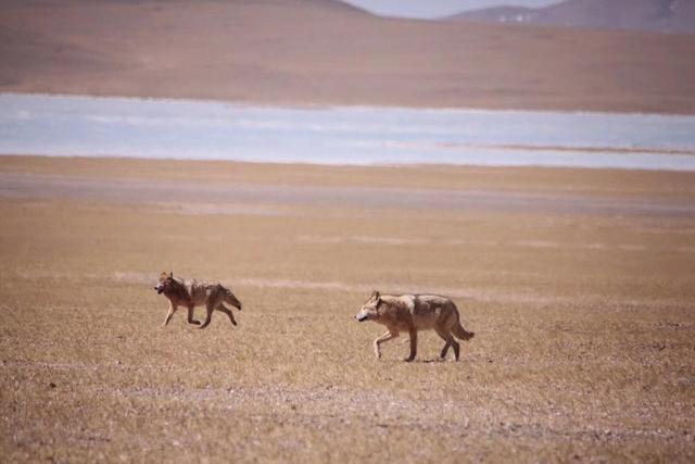 可可西里在哪里，可可西里在哪里属于哪个省（人世间最后的原始乐园——可可西里）