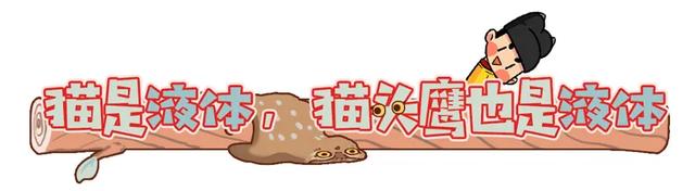 养雪鸮犯法吗，宠物雪貂多少钱一只（猫头鹰的构造原来这么奇葩）