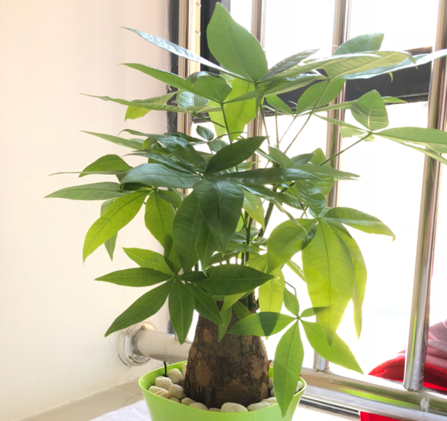 植物叶子发黄缺什么肥料，叶子发黄缺什么肥（家里的花总是黄叶子）