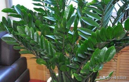金钱树的养殖方法和注意事项，金钱树的养殖方法和注意事项是什么（记住4个小方面）