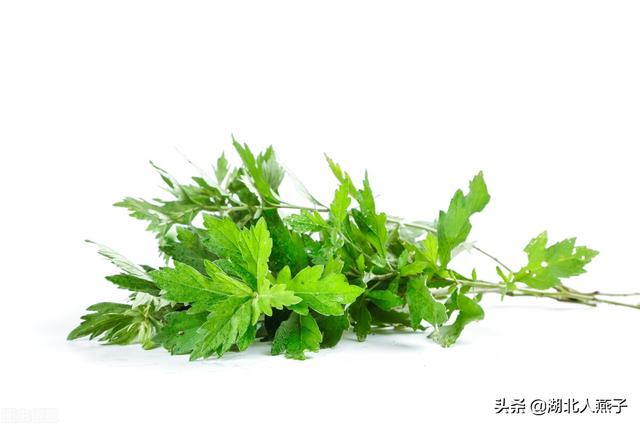 野菜种类有什么，野菜的种类和图片大全（你想要的野菜这里都有）