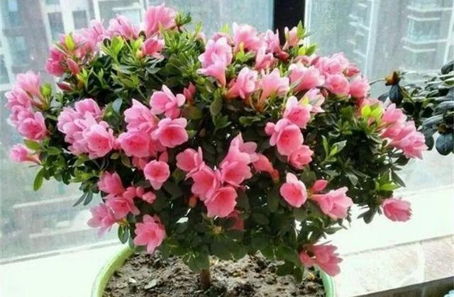 东洋杜鹃怎么养，花开的比叶还多