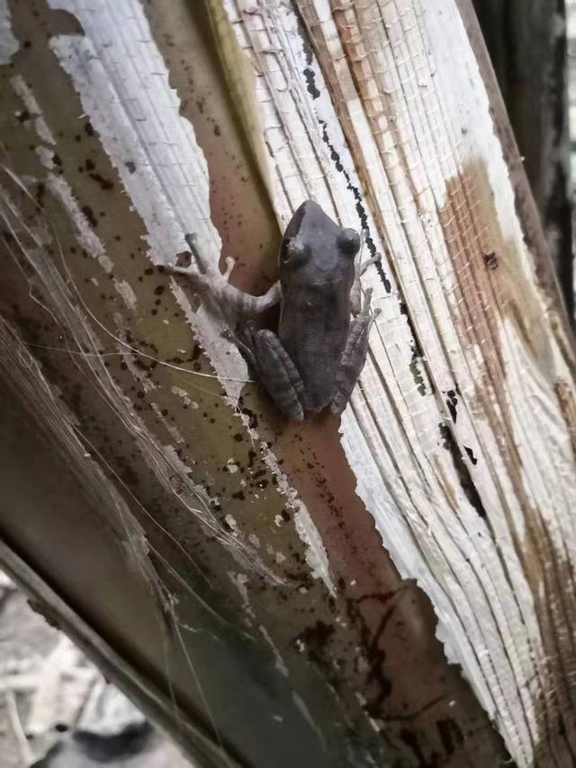 中国树蛙的品种简介，中国树蛙品种大全（他在蕉林里的发现）