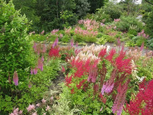 宿根花卉,能營造絕美花景的10種宿根花卉(宿根花卉和球根花卉區別)