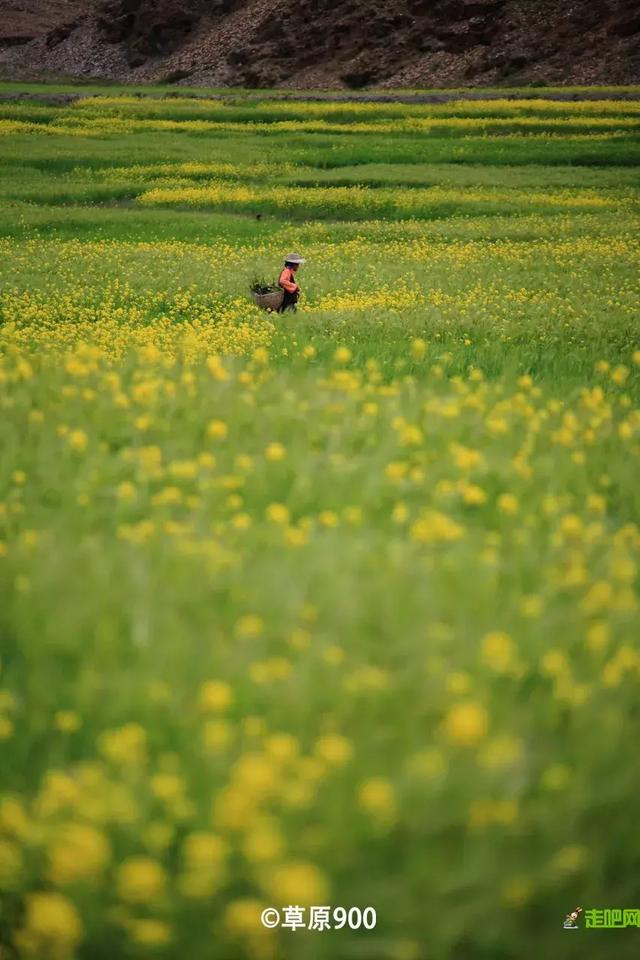油菜花开的季节，适合家庭室内养的花与绿植（2019年全国油菜花开放时间表）